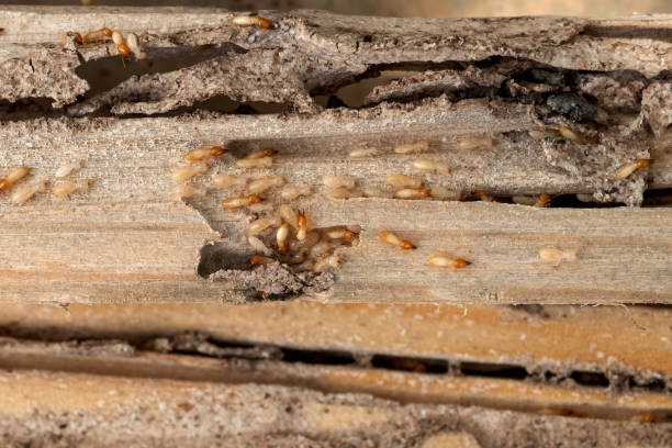 Best Pest Control Near Me  in Middlebush, NJ