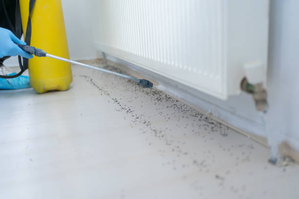 Best Ant Control Services  in Middlebush, NJ